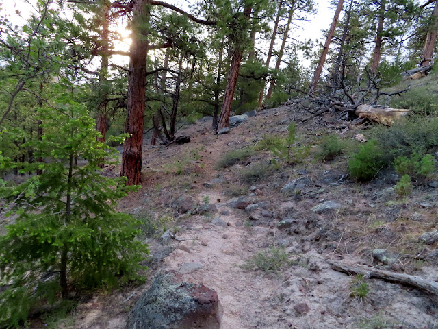 Trail through the ponderosa pines