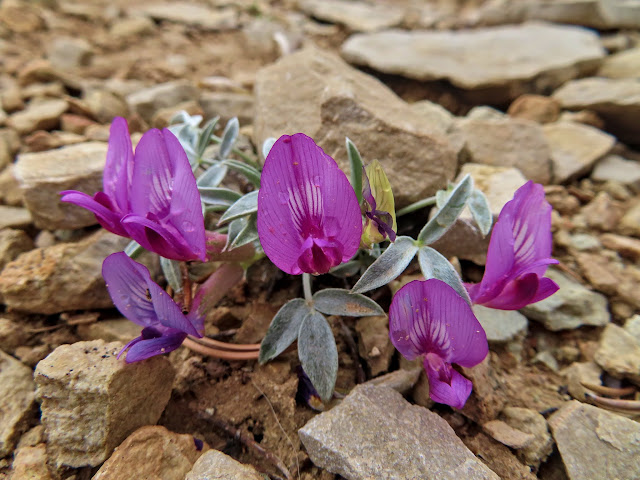 Milkvetch