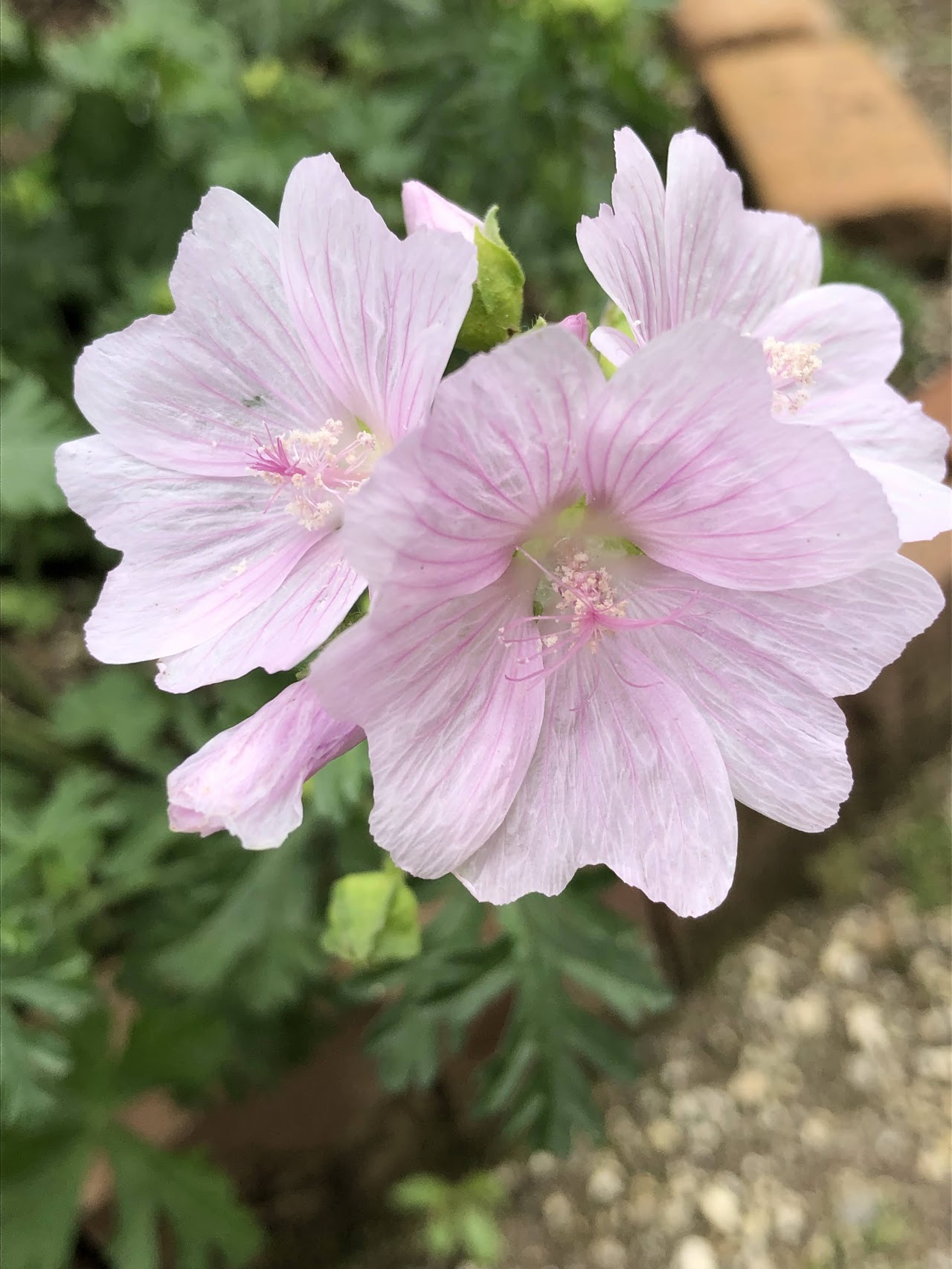 ムスクマロー・アップルブロッサムの薄いピンクの花