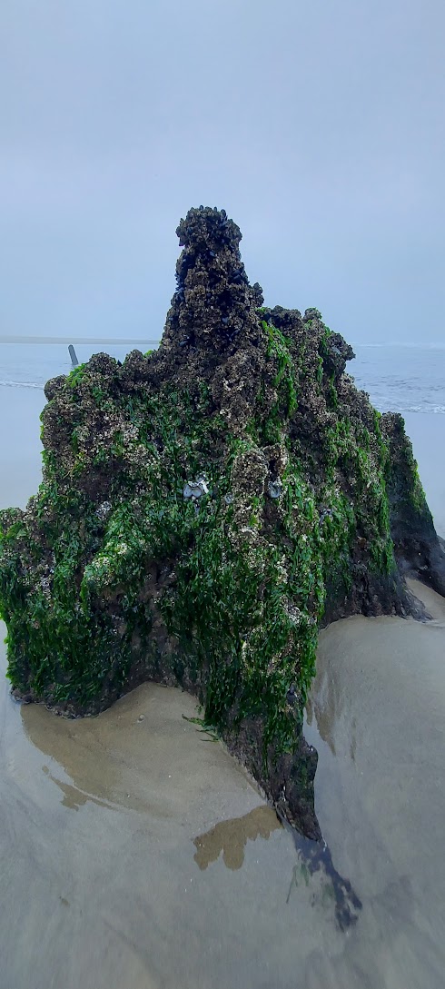 Neskowin Ghost Forest in the early foggy morning at Neskowin Beach