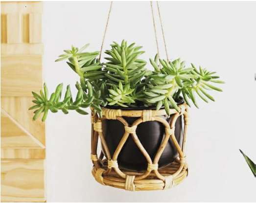 Cane Planter