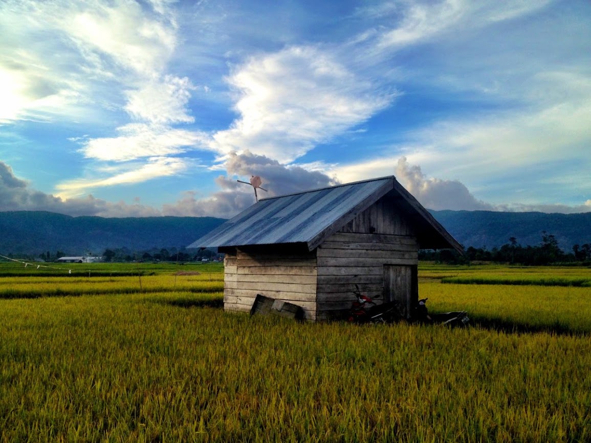 pretty wooden hut amid vast rice fields in wuasa sulawesi