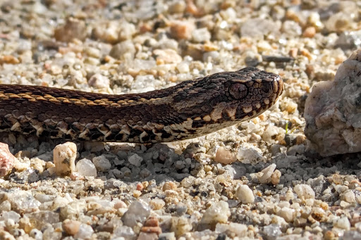 Vipera seoanei subsp. seoanei