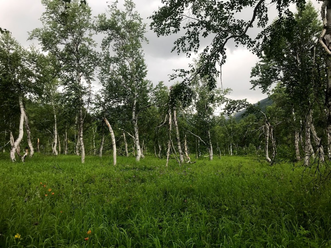 trekking nalychevo national park kamchatka Birches beginning to take hold