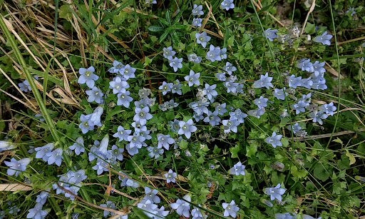 Wahlenbergia hederacea