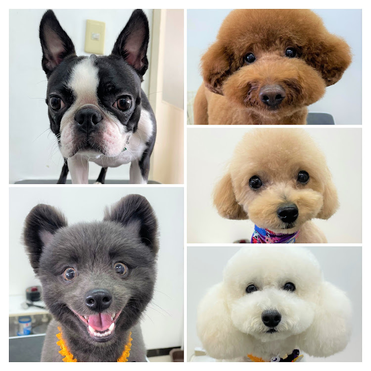 10月22日にトリミングに来てくれたワンちゃんたち