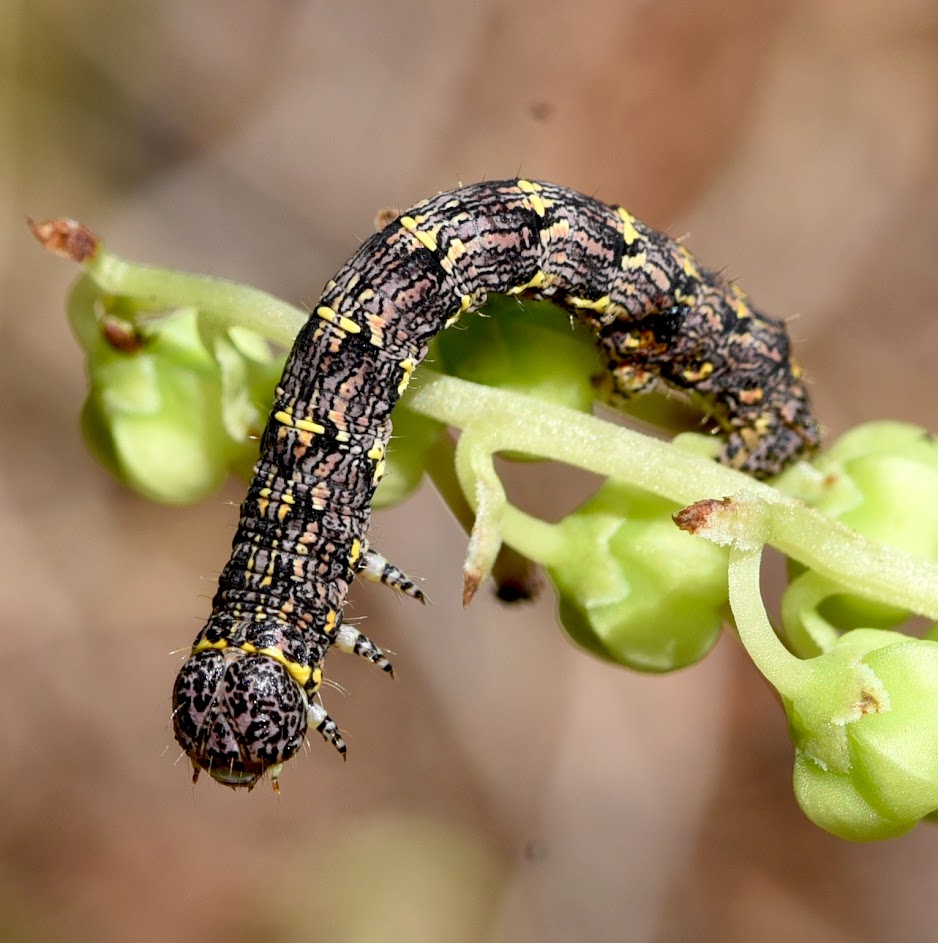 rups van dunvlekspanner - Lycia hirtaria