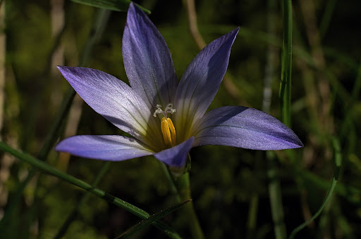 Romulea bulbocodium