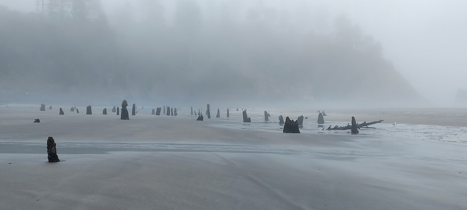 Neskowin Ghost Forest in the early foggy morning at Neskowin Beach