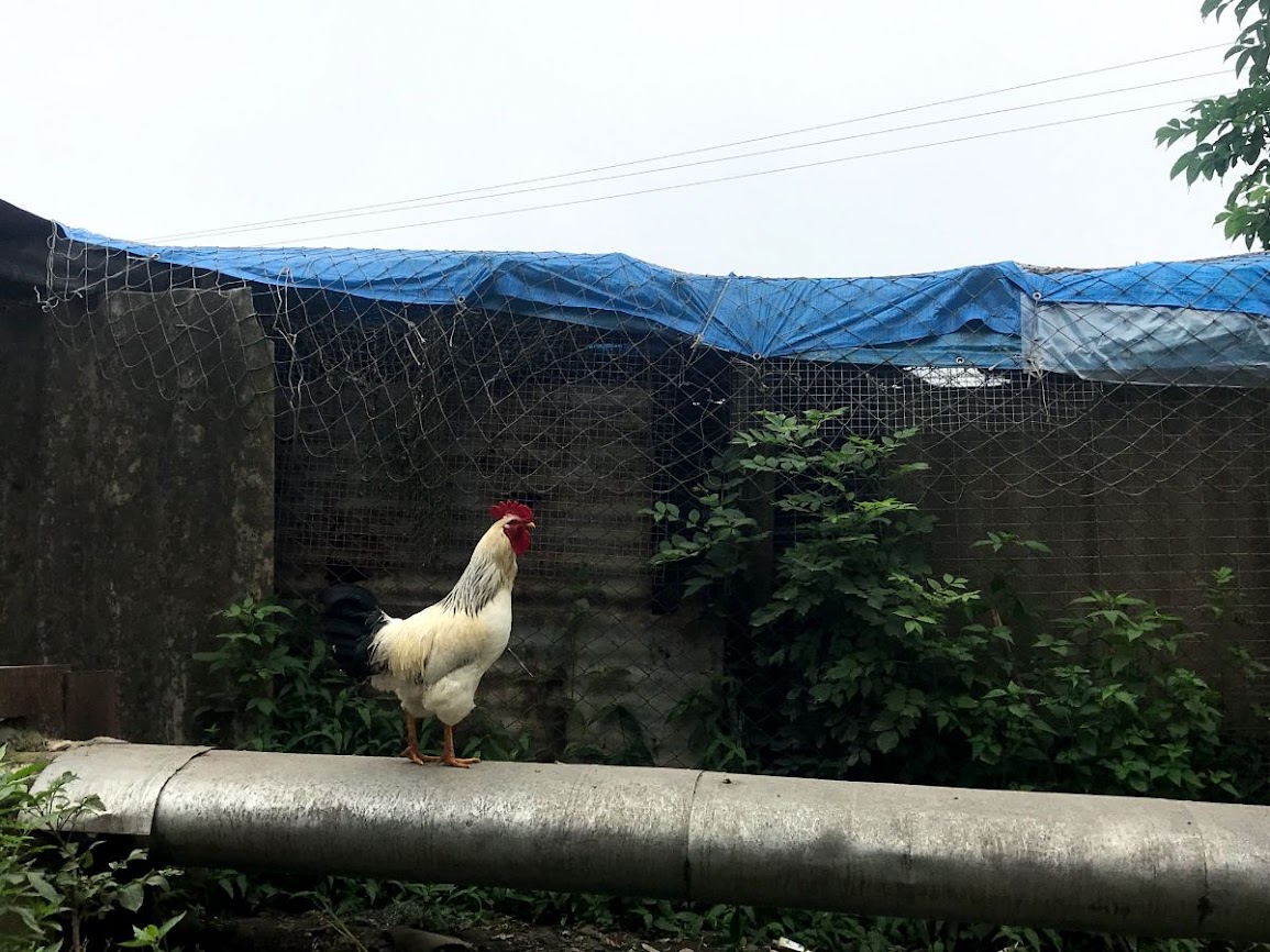 Rooster of Bezverhovo village near vladivostok 