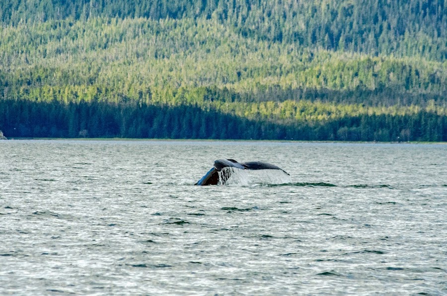 A humpback whale dives in Auke Bay