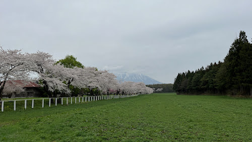 盛岡周辺の春を巡る旅02：小岩井農場の一本桜