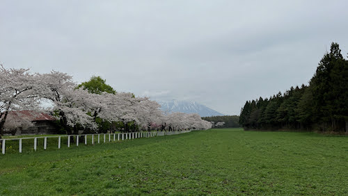 盛岡周辺の春を巡る旅03：小岩井農場の桜並木