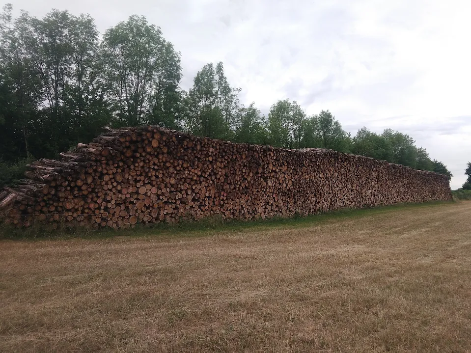 pile de bois de chauffage en 2m en forêt