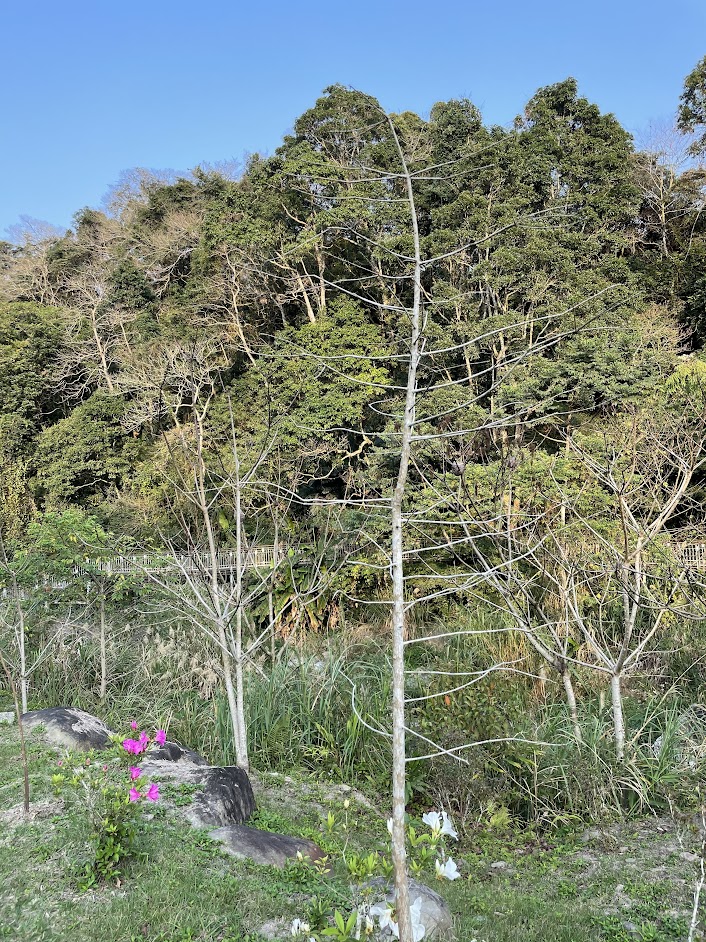 ［苗栗南庄］四十二份湧泉自然生態步道~一個簡單的小園區，可以