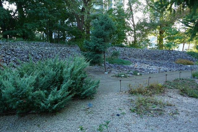 北海道大学 植物園