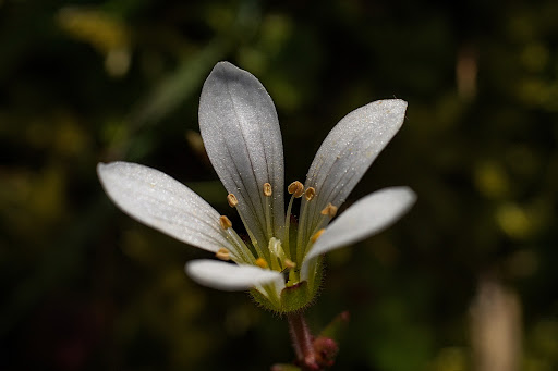 Saxifraga granulata