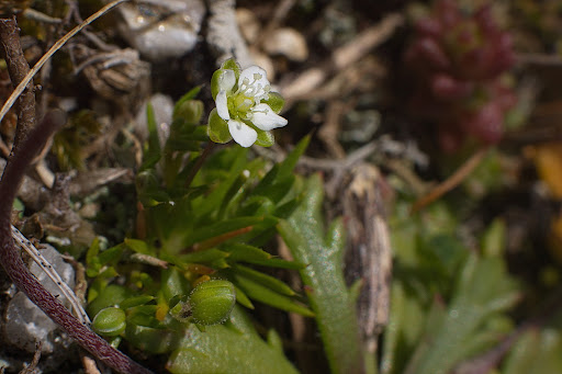 Sagina merinoi