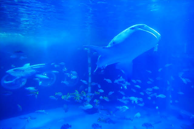 のとじま水族館