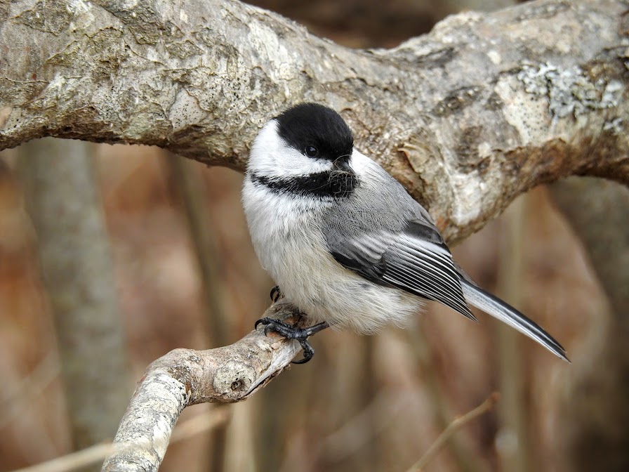 A cute chickadee on a branch