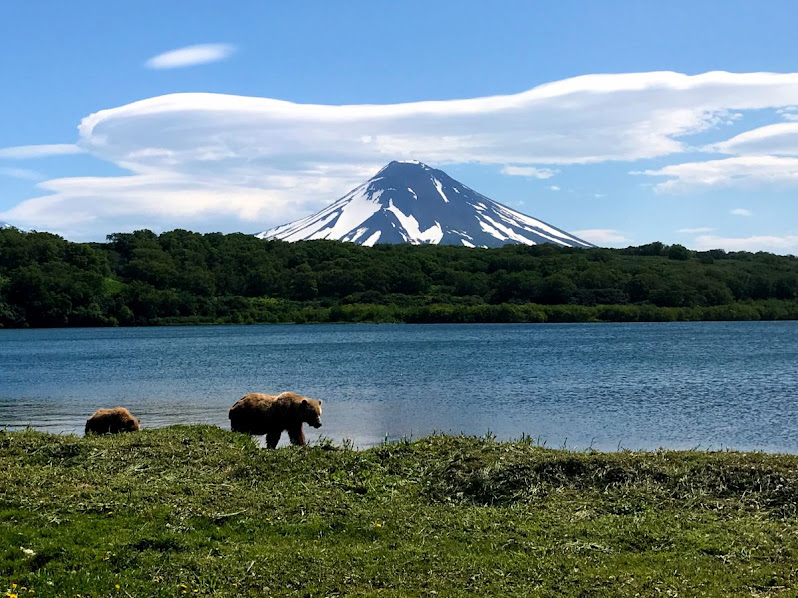 Bear family on a morning stroll kurile lake kamchatka