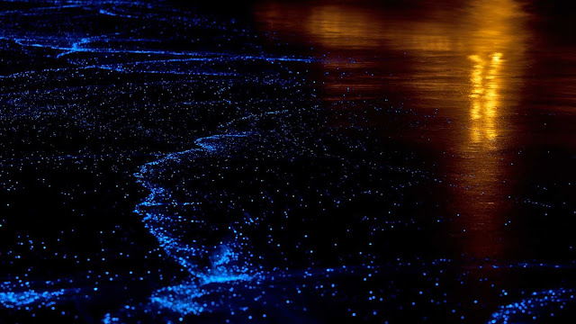 Banho azul no Lago Gippsland, Austrália