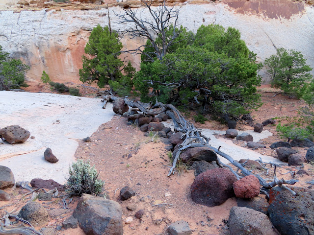 Rock/juniper fence