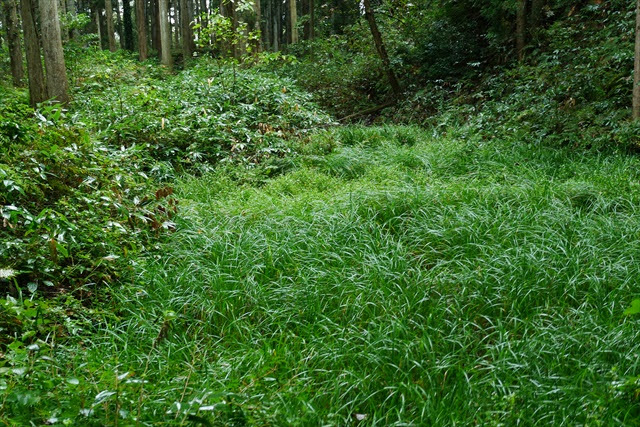 増山城跡