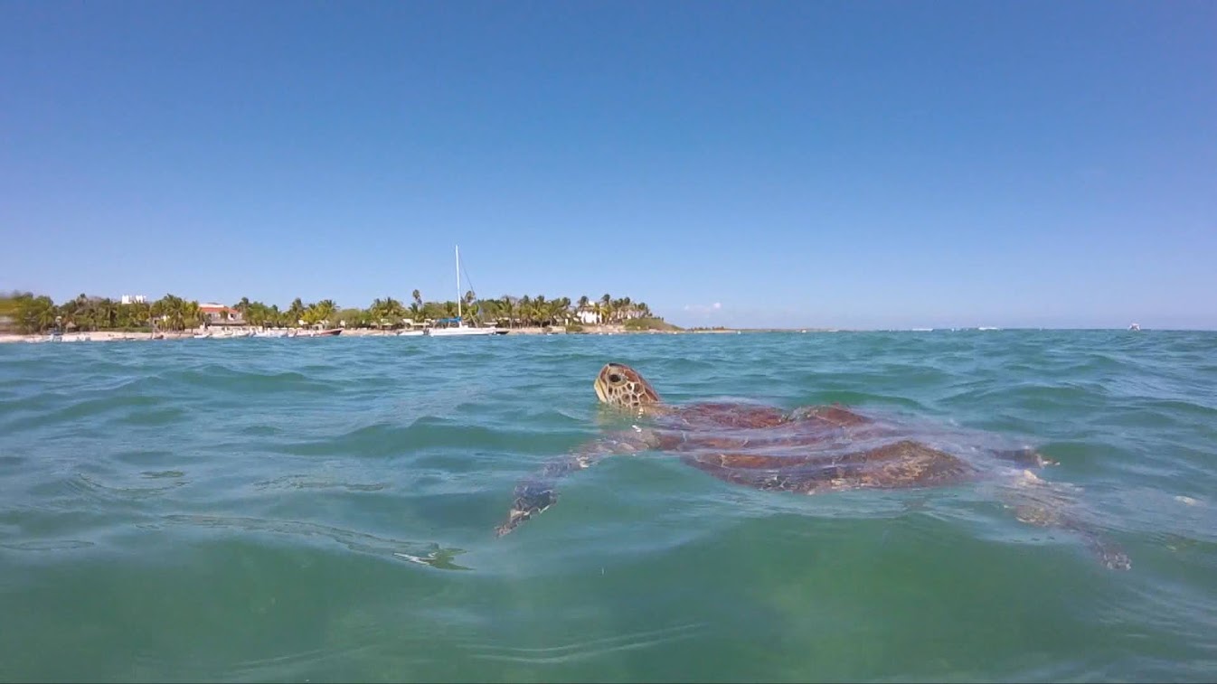 tortues Akumal