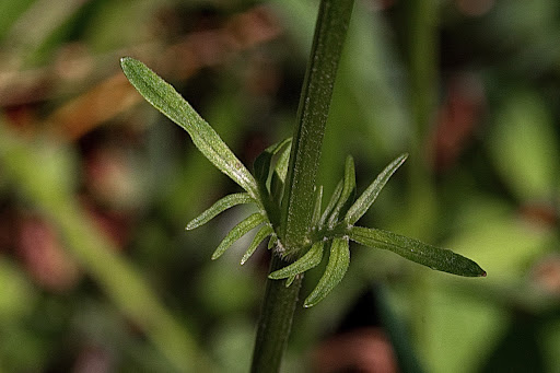 Valeriana dioica