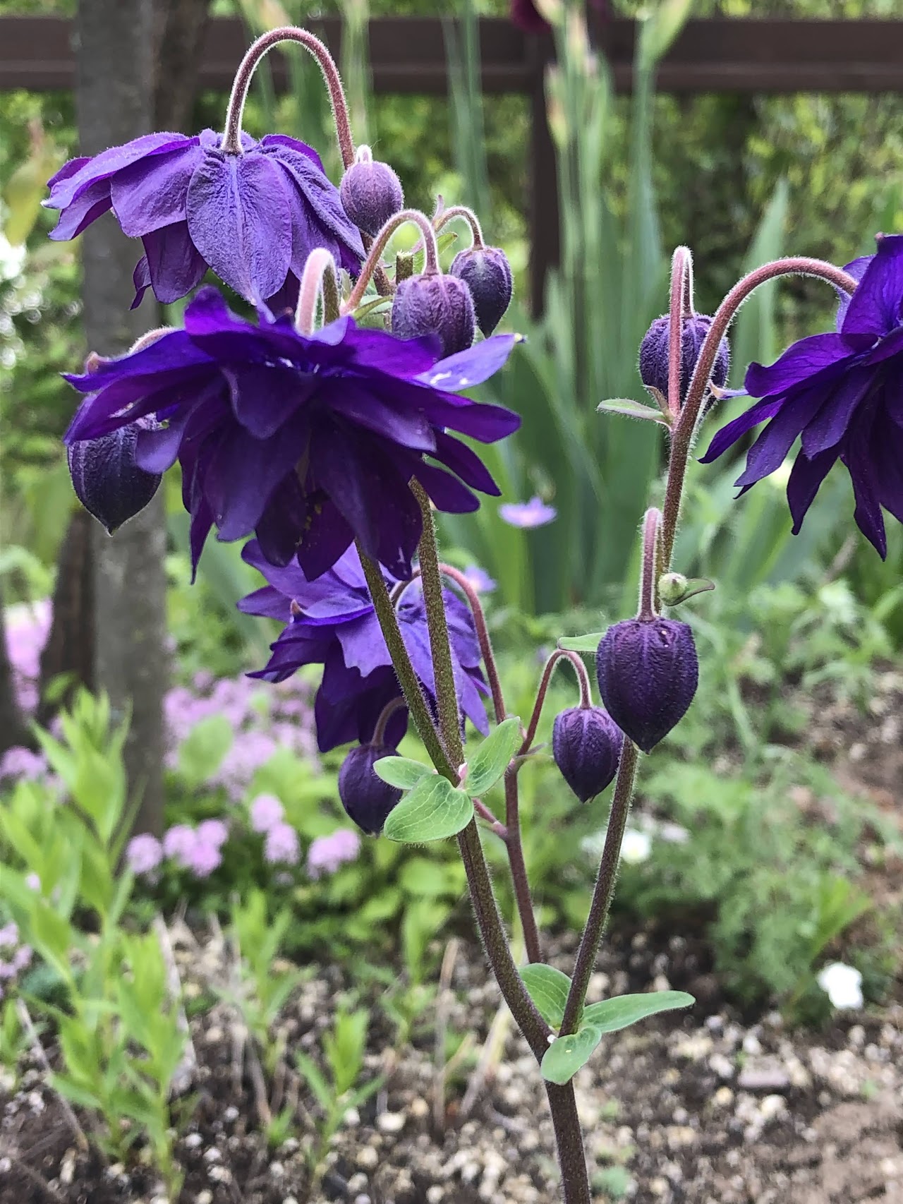 オダマキ・ブルーバローの花