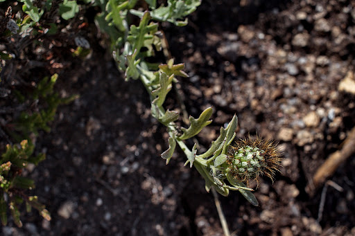 Centaurea corcubionensis