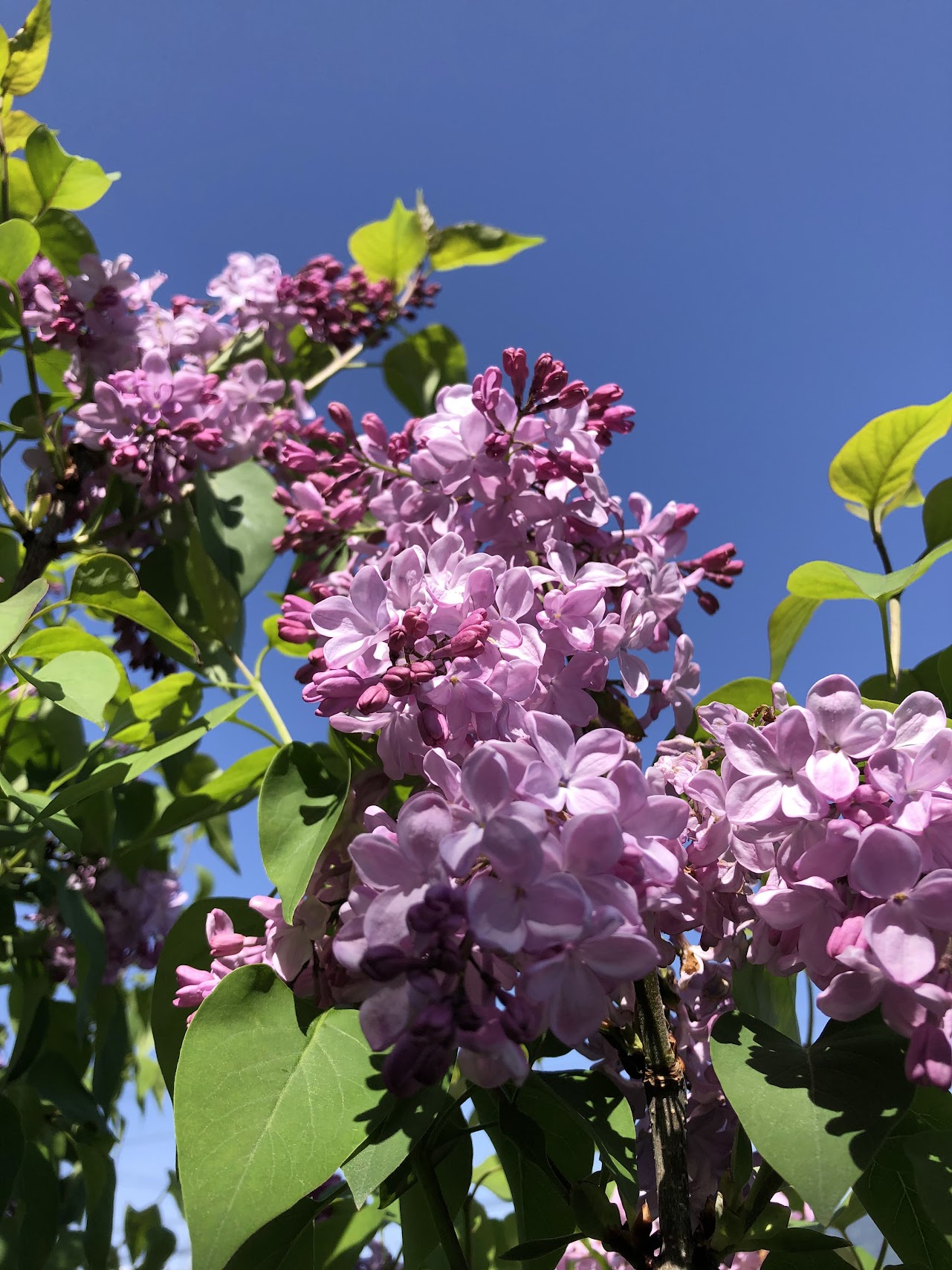 ライラックの花