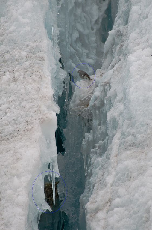 Diuca speculifera, os pássaros glaciares