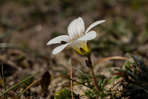 Saxifraga granulata