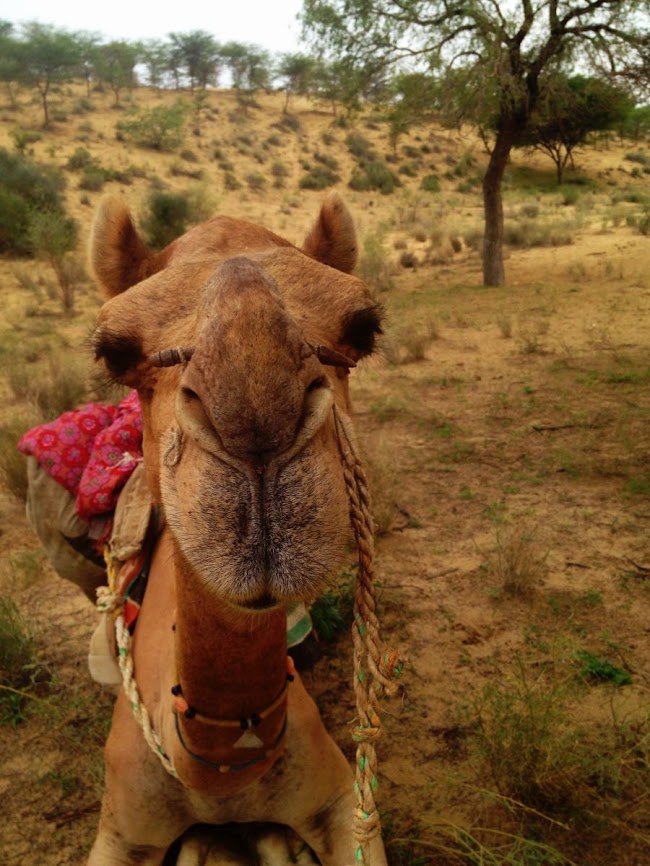 camel face looking straight to camera in thar desert