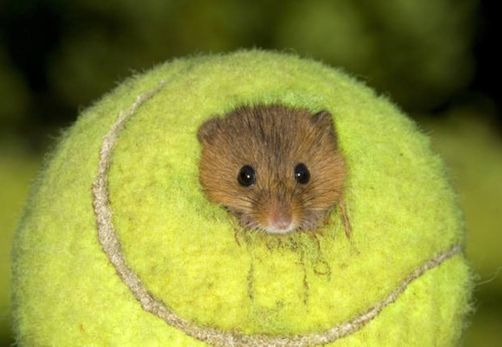 Uma bola de tênis como lar para ratos