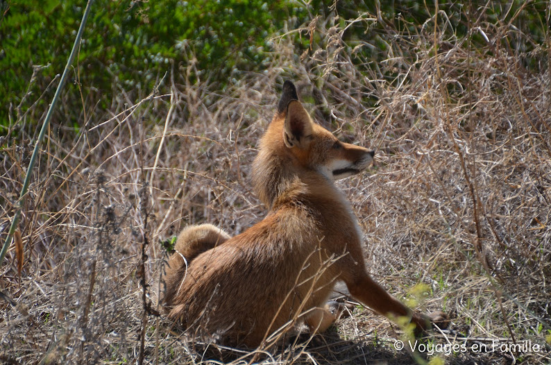 Alqueva, renard