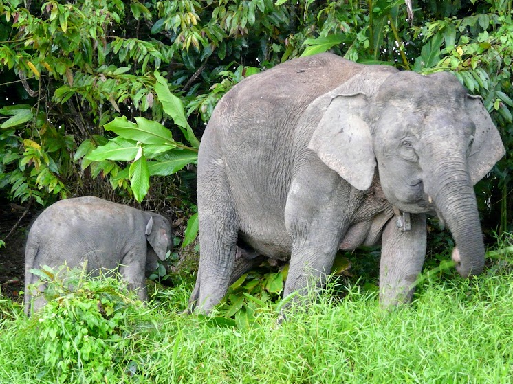 Уahoo!!! Ч.2 Малайзия: карликовые слоны и насекомые-гиганты острова Борнео.
