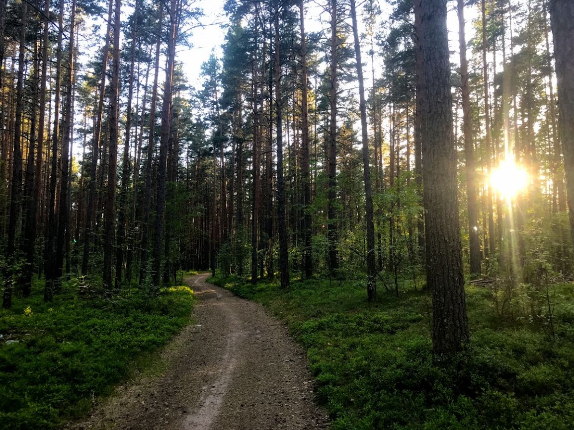 Setting sun seen through the forest ladoga lake russia 