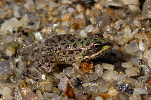 Pelophylax Rana perezi