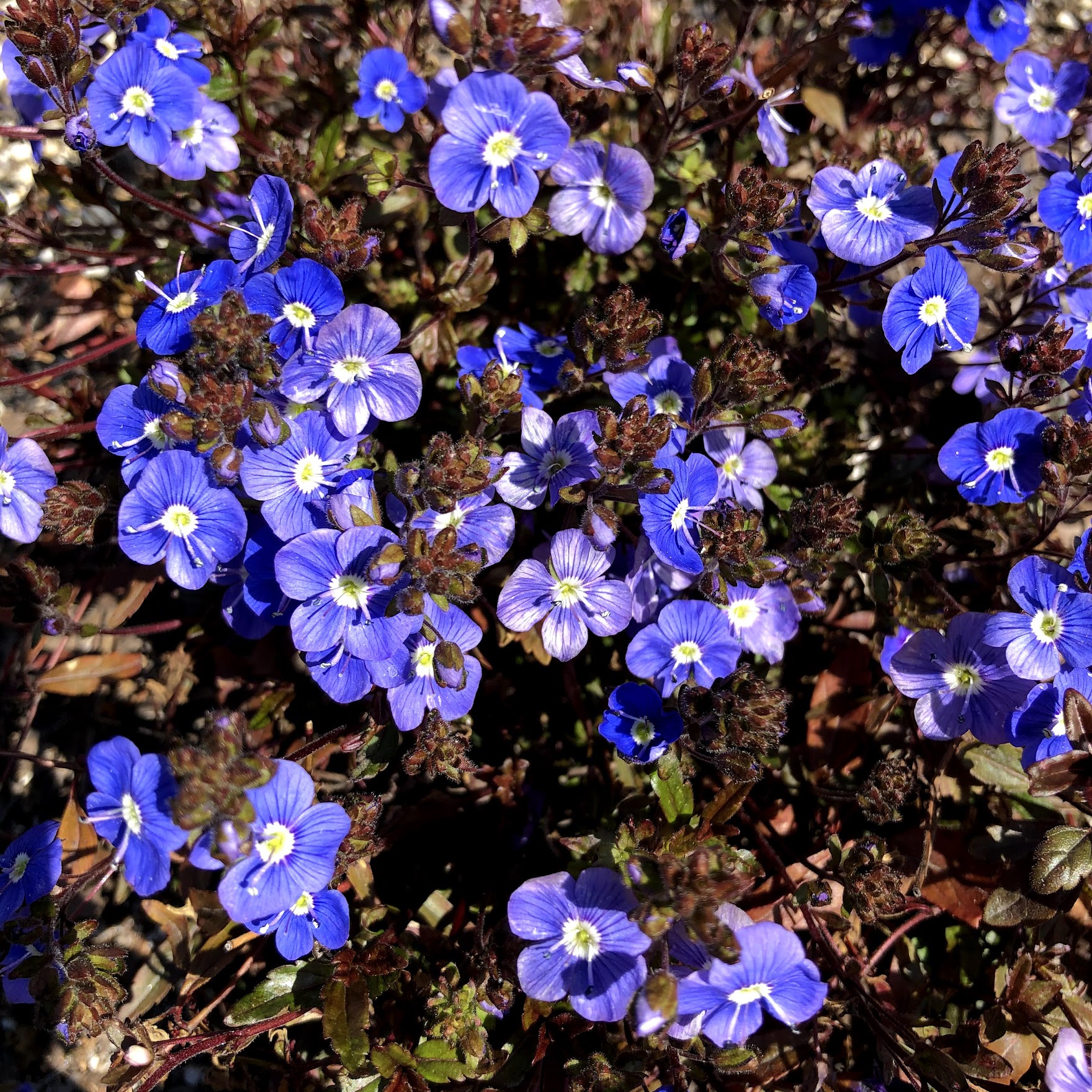 ベロニカ・オックスフォードブルーの花の写真