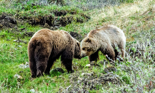 Bear Kiss