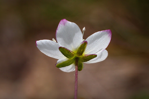 Sagina merinoi