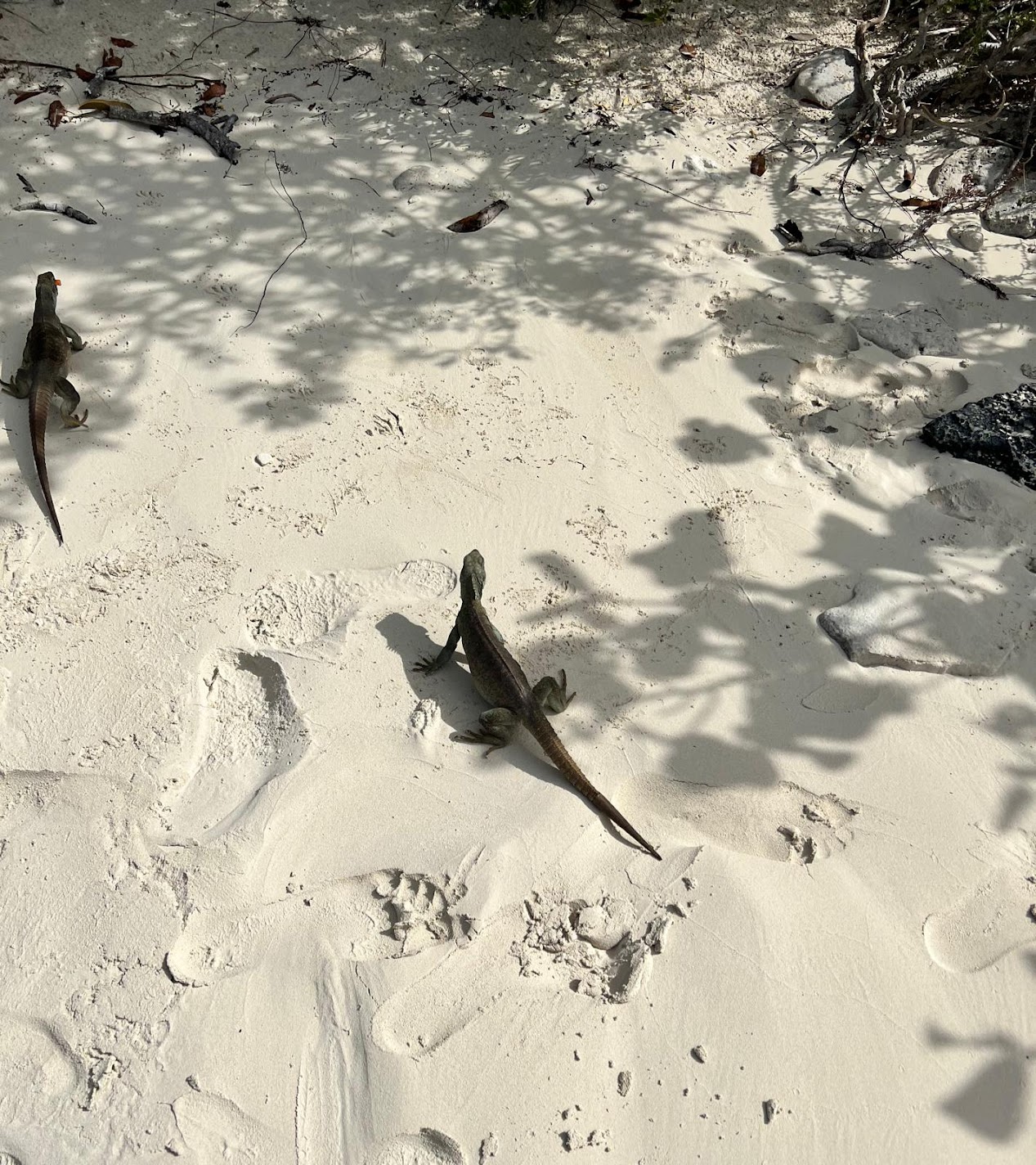 Clear Bottom Mangrove and Iguana Beach Tour