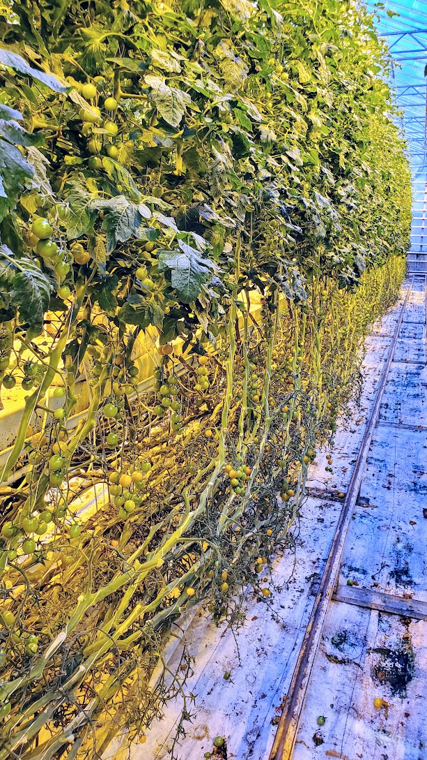 Golden Circle Highlights, Iceland: Friðheimar Tomato Farm is the best stop for lunch in the Golden Circle and besides being a working tomato farm powered by geothermal heat and a restaurant where you can eat in the greenhouse, offers a horse show to help demonstrate the unique Icelandic Horse gaits