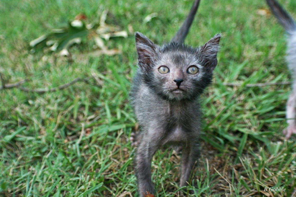 Lykoi, o gato lobisomem