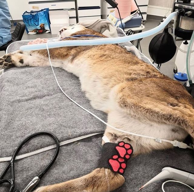 Bandage Art on a dressing on a wild female lion's limb
