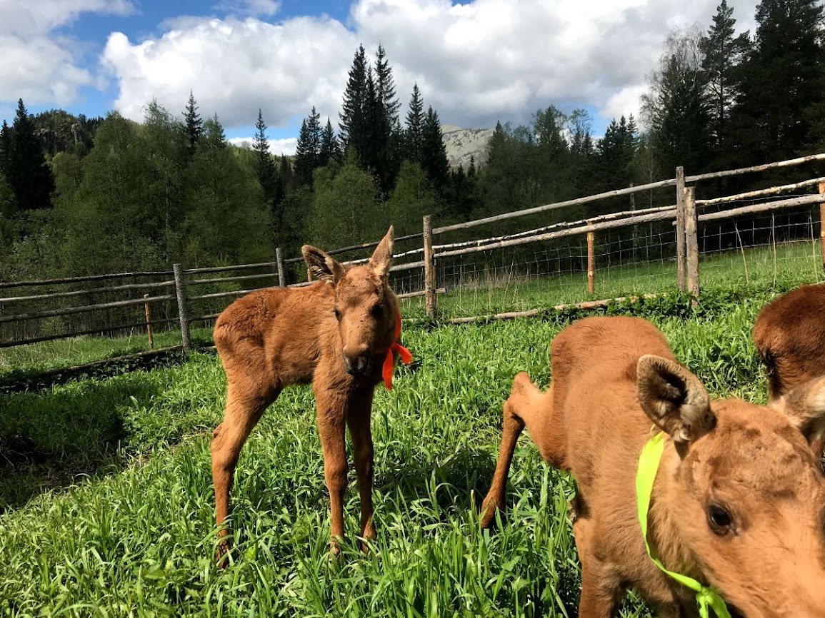 Baby reindeer at Zyuratkul National Park ranger station