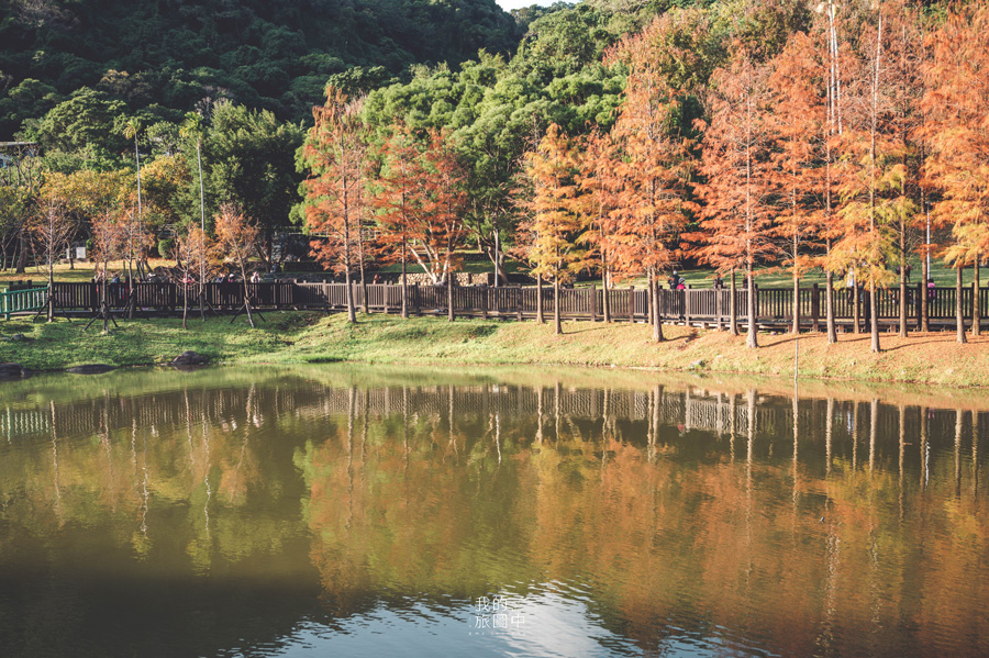 《台北士林》原住民文化主題公園 冬季描繪而成的油畫風景、最親近市區的水岸落羽松景點 @我的旅圖中 during my journey